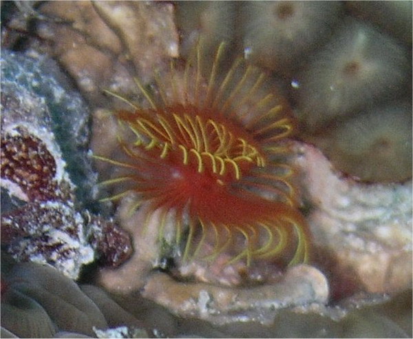 Tubeworm St. Croix.jpg