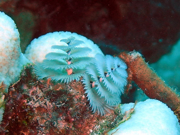 Xmas tree tubeworm1 St. Croix.jpg