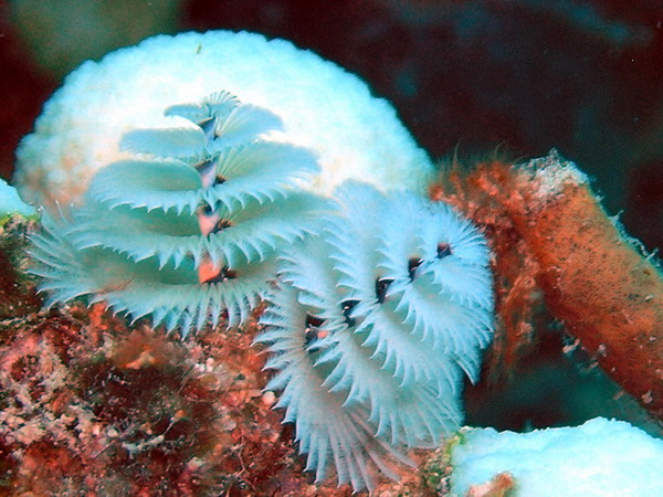 Xmas tree tubeworm2 St. Croix.jpg