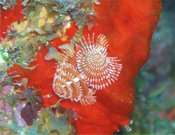 xmas tree tubeworms orange St. Croix.jpg