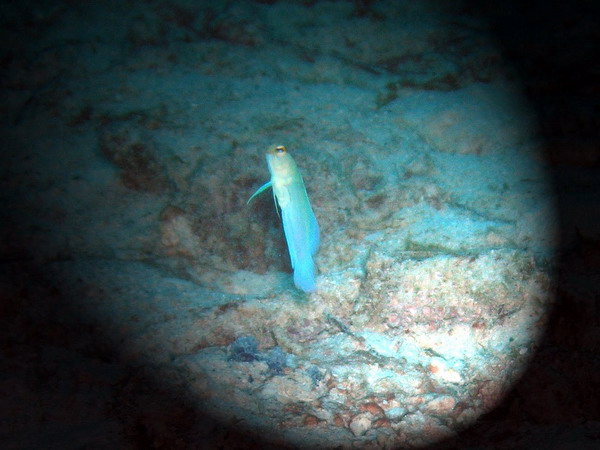 Yellow head jawfish1a St.jpg