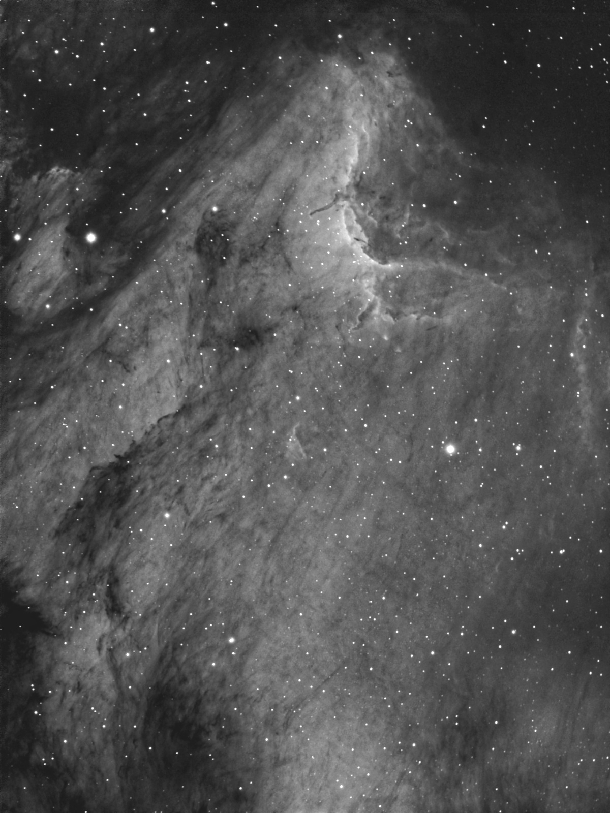 Pelican, preview