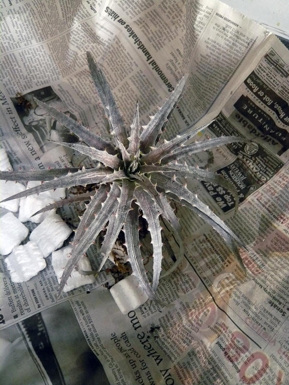 Dyckia icicle