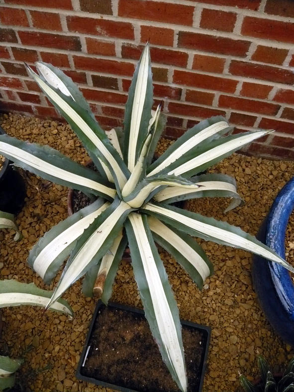 Agave Americana medio picta