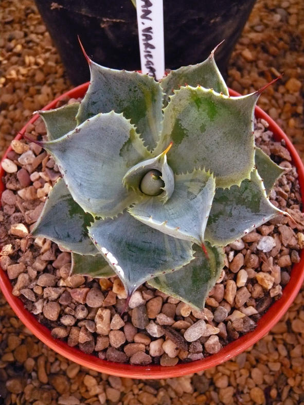Agave Potatorum Marginata