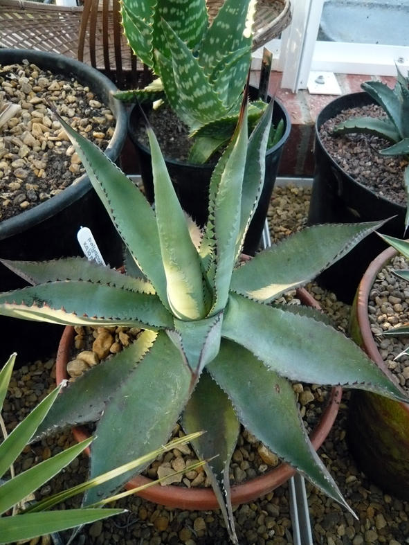 Agave Polyacantha