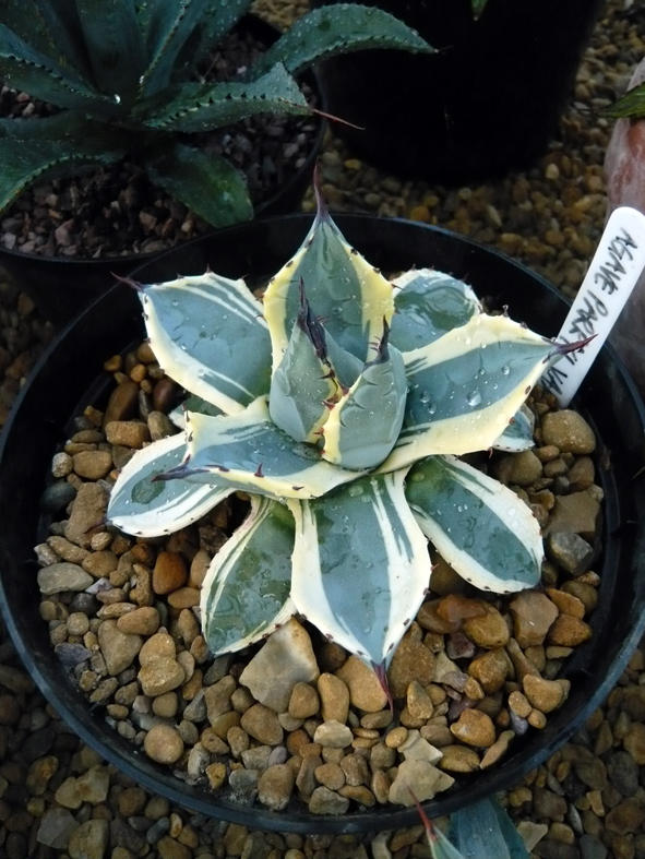 Agave Parryi cream spike