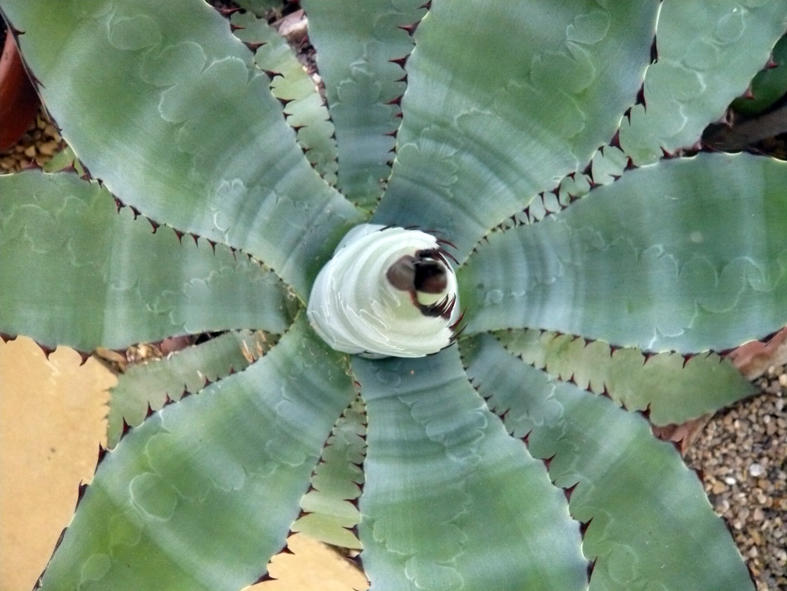 Durangensis