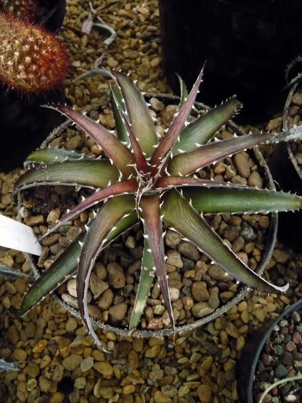 Dyckia Olympiad