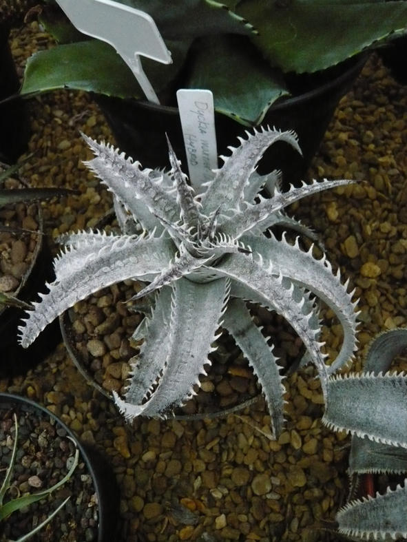 Dyckia marnier-lapostollei hybrid