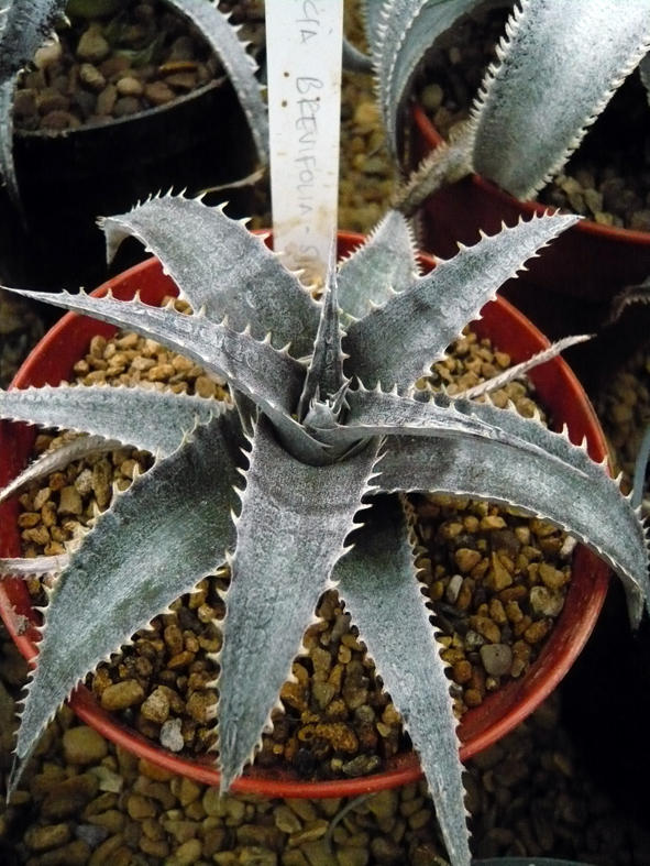 Dyckia Brevifolia
