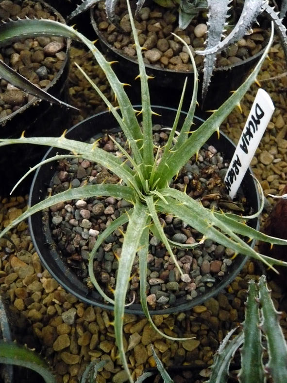 Dyckia Argentea