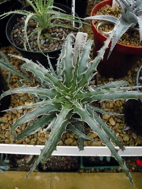 Hechtia sp