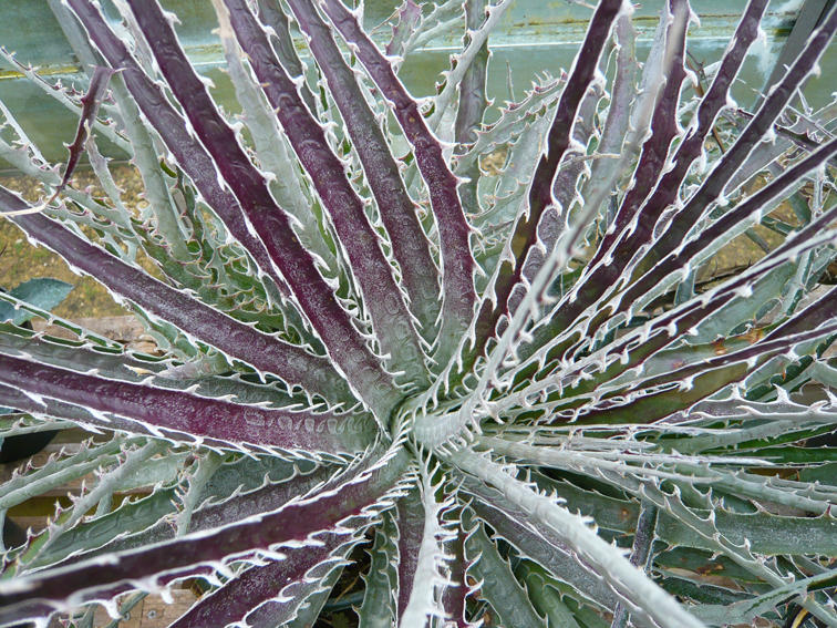 Puya at PGP