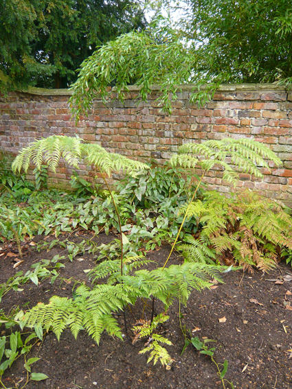 Lophosoria at Pan Global Plants