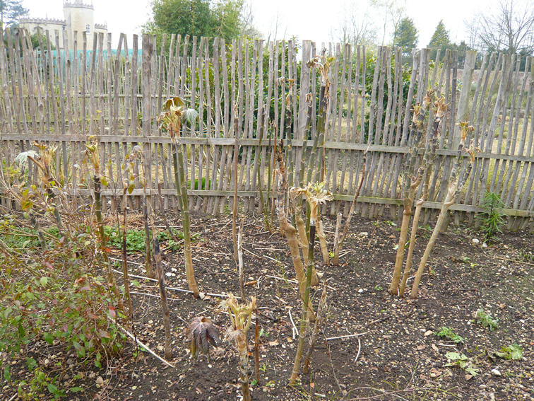 Tetrapanax Rex at PGP Spring 2008