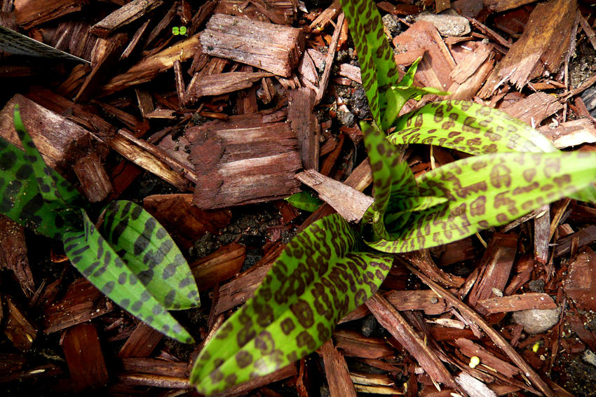 Dactylorhiza (maculata on right)