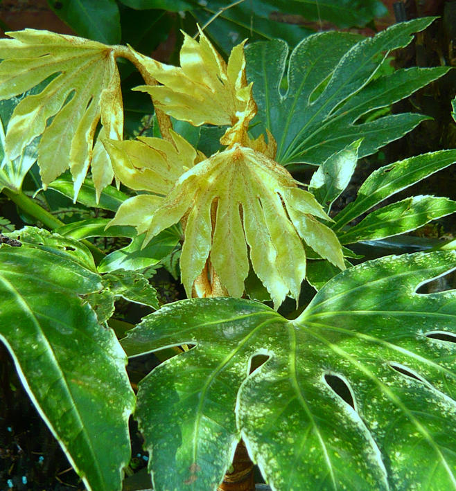 Fatsia Japonica Spiders Web