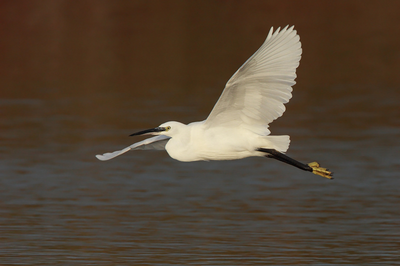 Little Egret