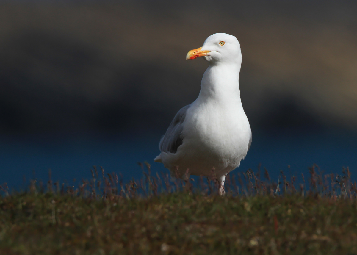 Glaucous Gull