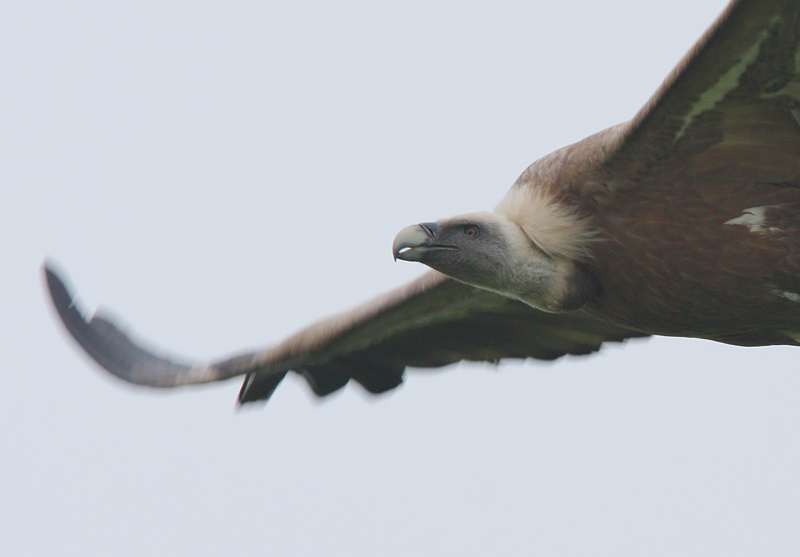 Griffon Vulture