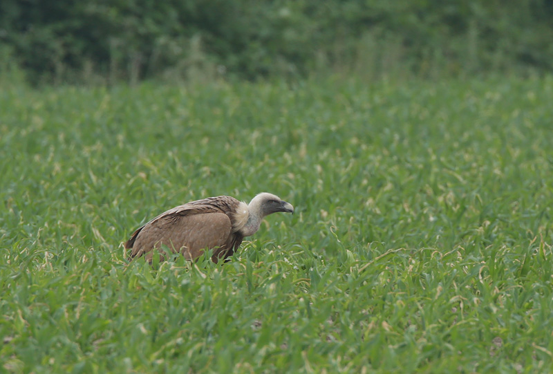 Griffon Vulture