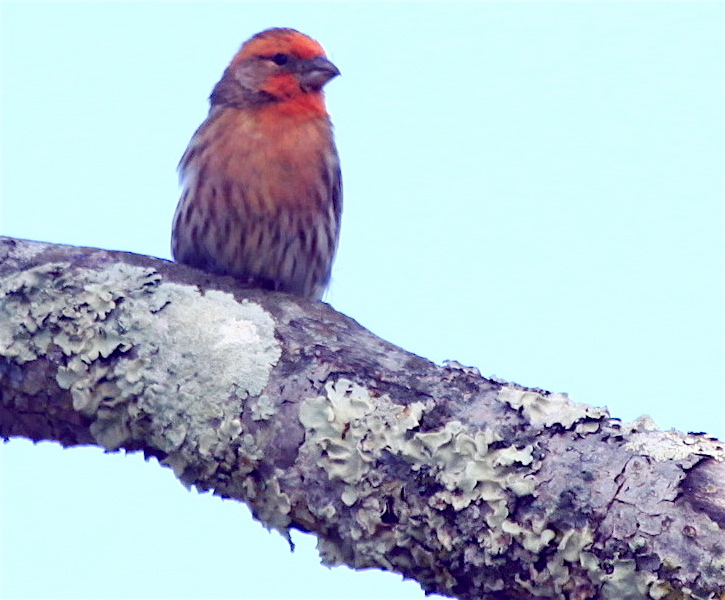  PAPAYA FINCH 