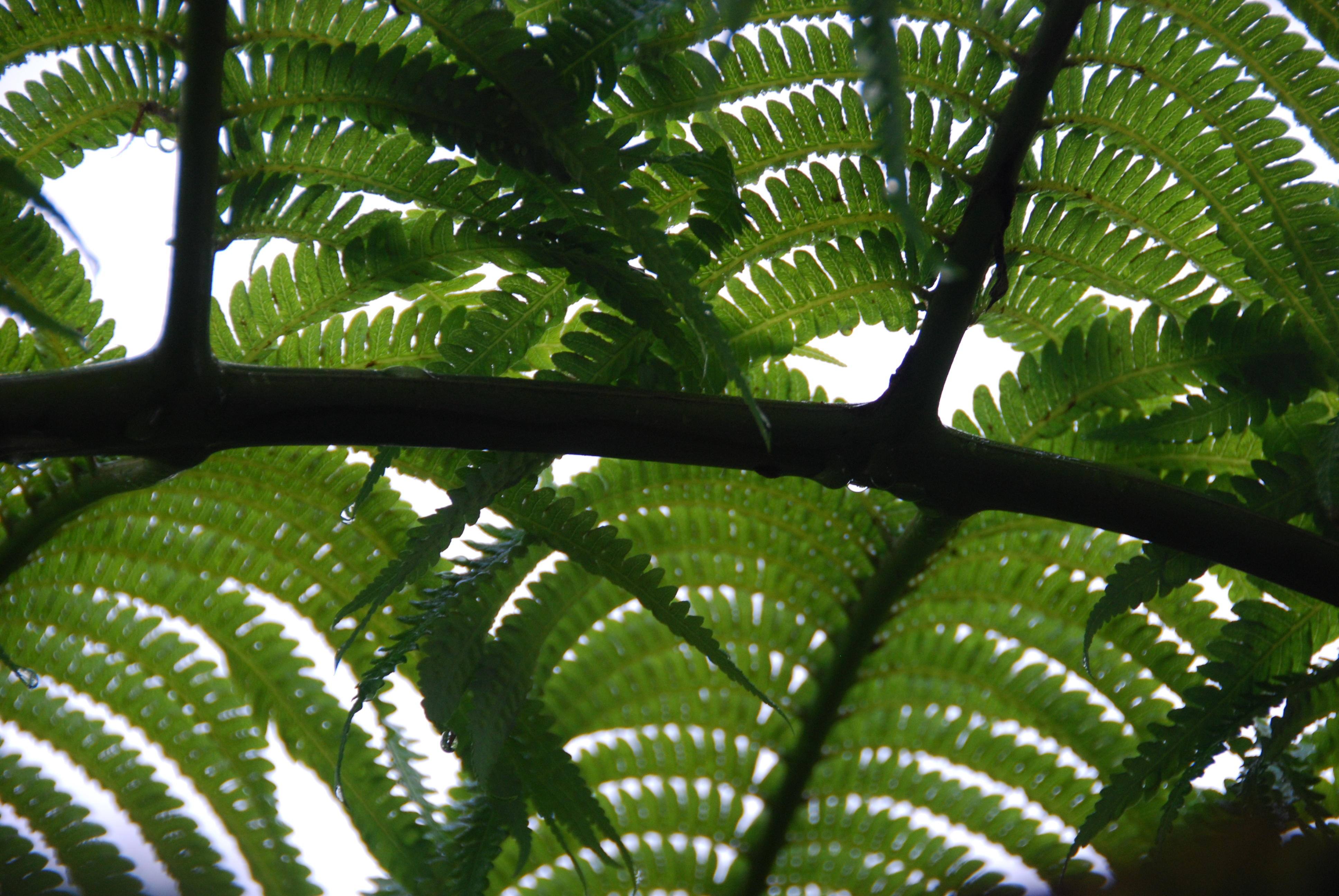 under Fern tree
