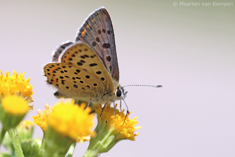 Sooty copper<BR>(Lycaena tityrus)