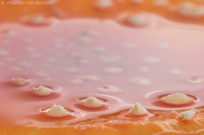 Fly agaric <BR>(Amanita muscaria)