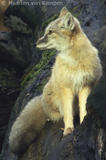 Corsac fox <BR>(Vulpes corsac)