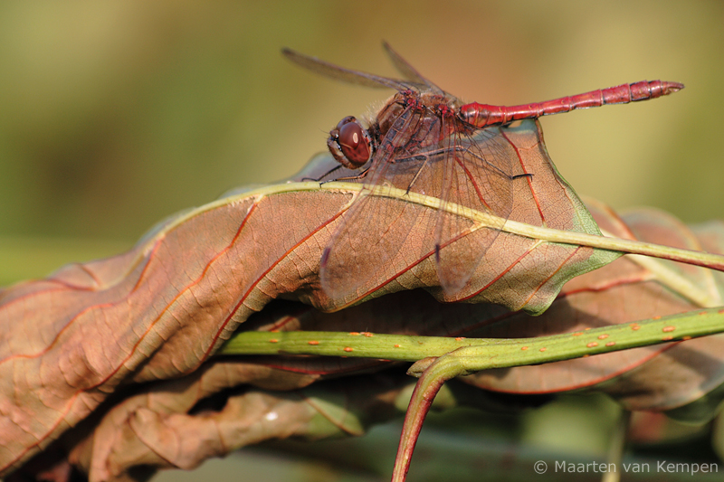 Ruddy darter <BR>(Sympetrum sanguineum)