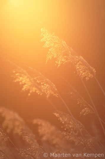 Reed <BR>(Phragmites australis)