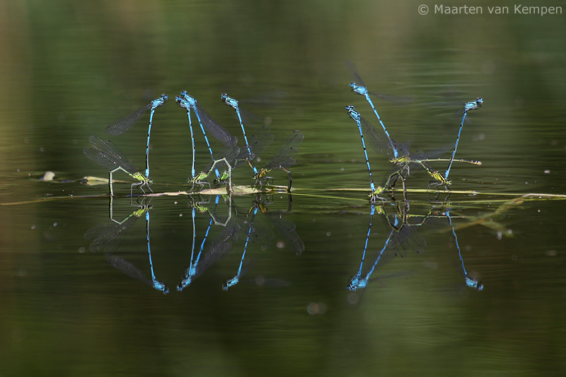 Common blue damselfly <BR>(Enallagma cyatigerum)