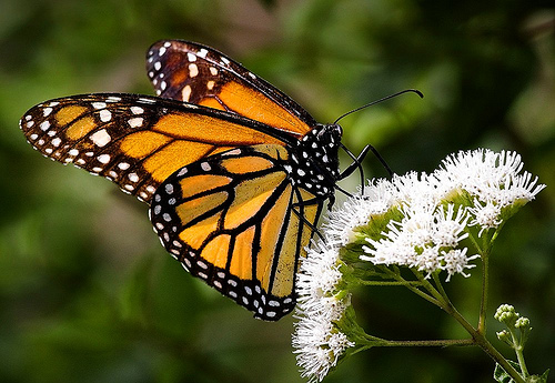 HOW TO USE AND MASTER YOUR DIGITAL SLR CAMERA WITH PEDRO LASTRA