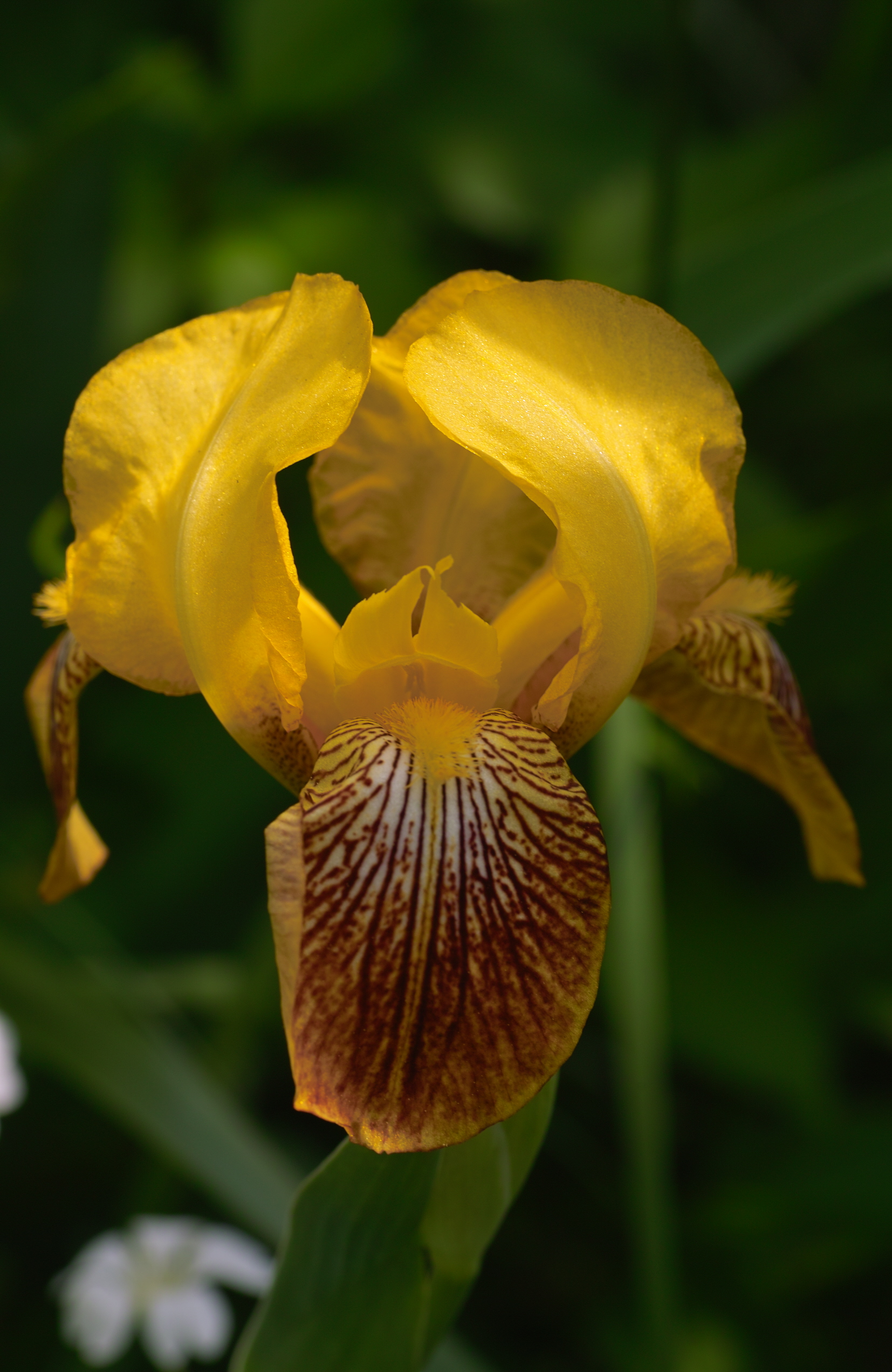 Nancy Spader---Yellow Dutch Bearded Iris.jpg