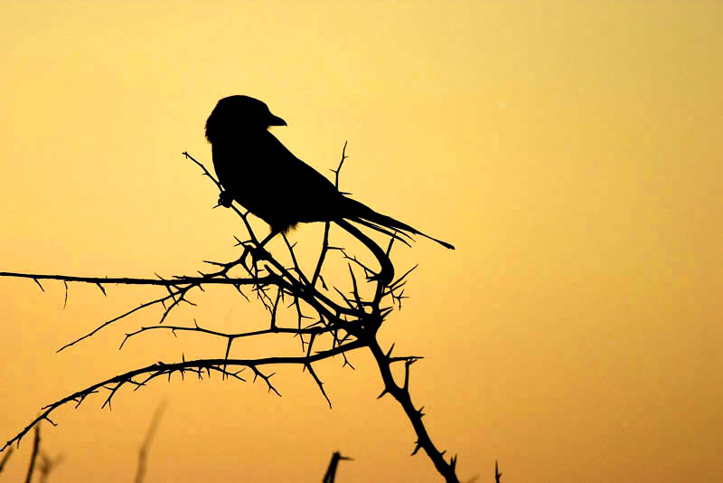 Nottens - Fork Tailed Drongo