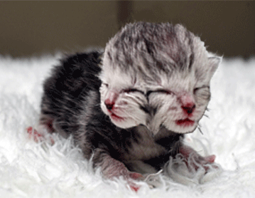vroomcat.gif