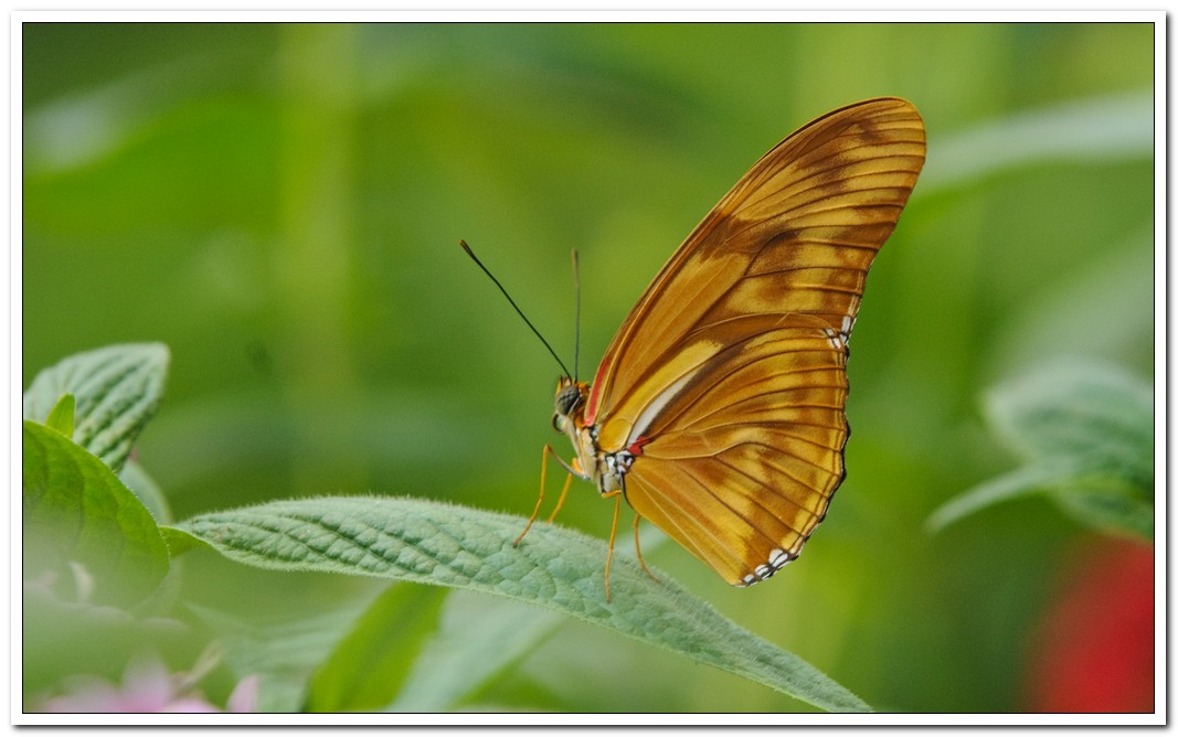 Butterfly in Costa Rica