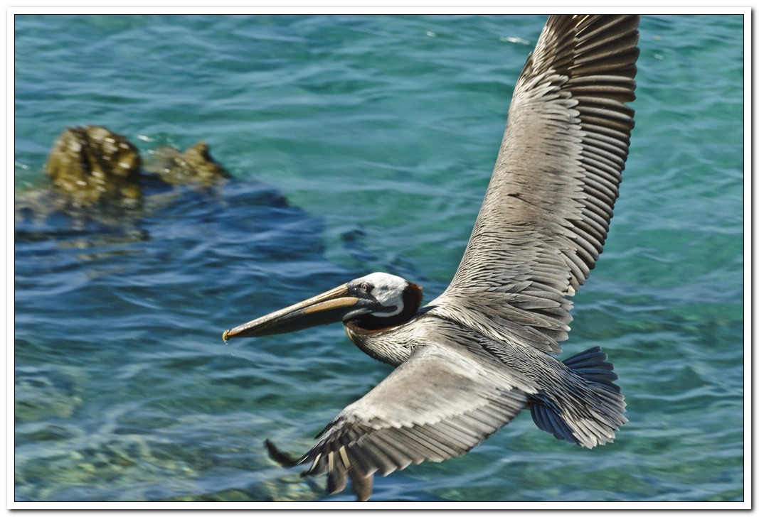 Pelican in St. Johns