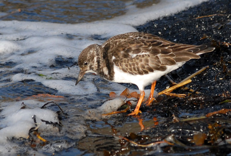 Turnstone - DSC_8369.jpg