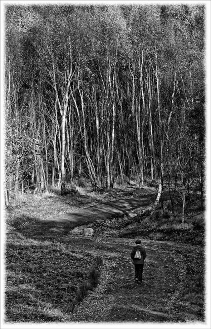 Woodland Walk - DSC_4500.jpg