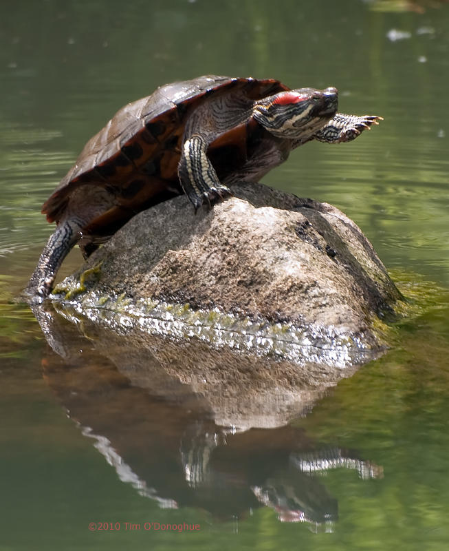 Red-eared slider at Kubota Gardens