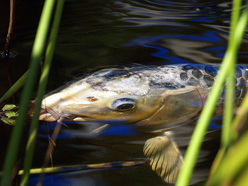 big fish eating.JPG