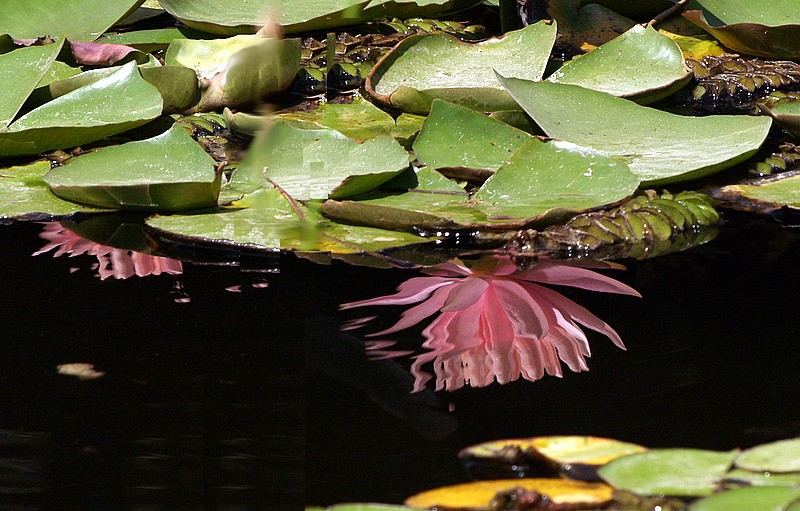 lilies reflections2.JPG