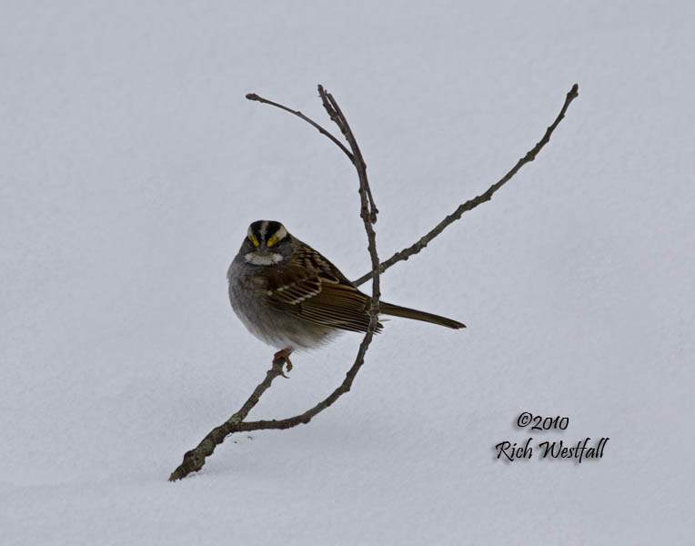 January 31, 2010  -  Isolated Sparrow
