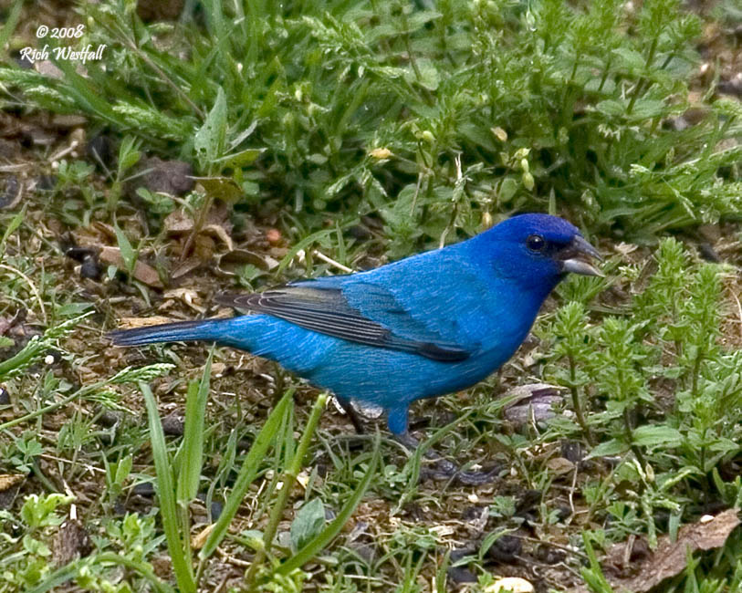 April 29, 2008  -  Indigo Bunting