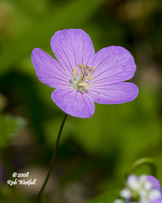 May 6, 2008  -  Wild Geranium