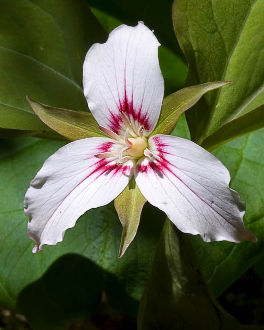 May 16, 2008  -  Painted Trillium