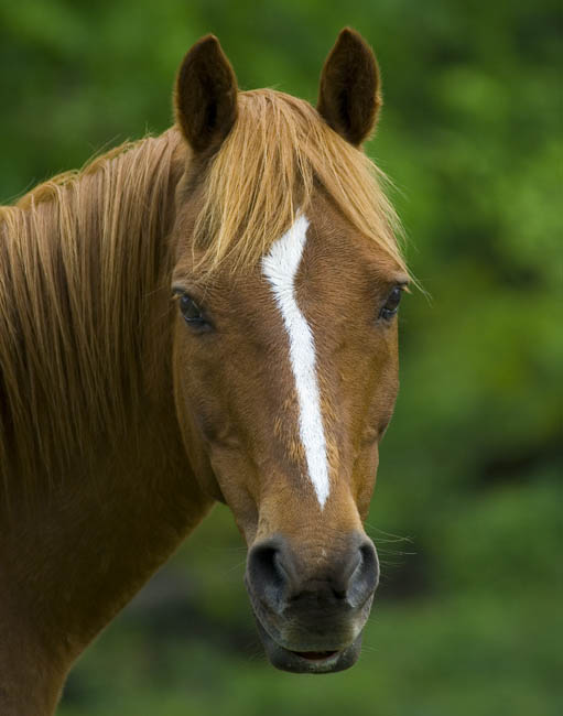 May 19, 2008  -  Horse portrait